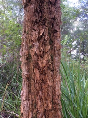 Allocasuarina decussata