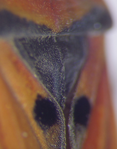 Harlequin bug