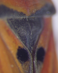 Black-and-Red Bug