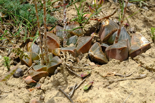Haworthia retusa (L.) Duval 3