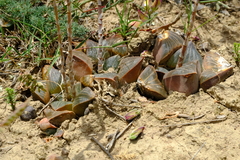Haworthia retusa