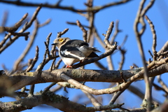 Prionops plumatus poliocephalus