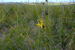 Bobartia robusta