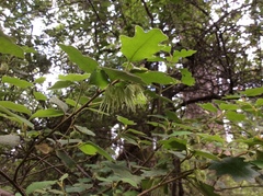 Chorilaena quercifolia