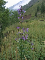 Nepeta sibirica