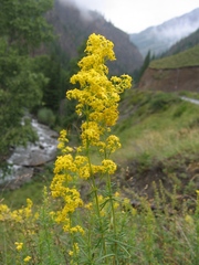 Galium densiflorum