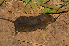 Thaptomys nigrita