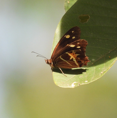 Oxeoschistus tauropolis tauropolis