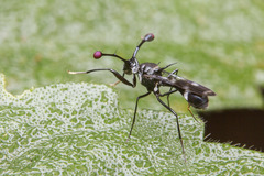 Diopsidae
