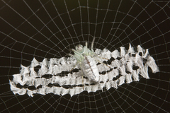 Cyclosa confraga