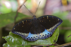 Lexias cyanipardus