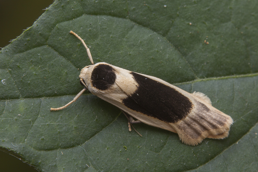 Teulisna reflexa