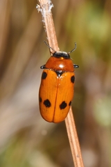 Tituboea sexmaculata