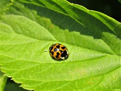 Harmonia axyridis