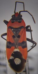 Lygaeus simulans