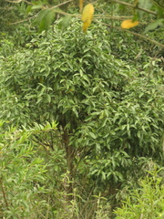 Nectandra lineata