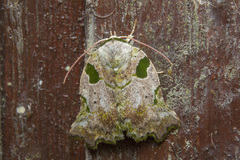 Tortriciforma chloroplaga