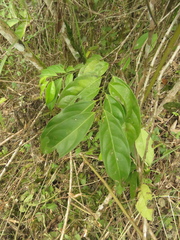 Lacistema aggregatum