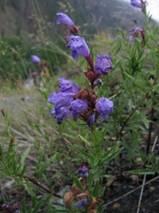 Dracocephalum peregrinum