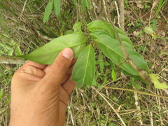 Lacistema aggregatum