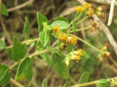 Calea sessiliflora