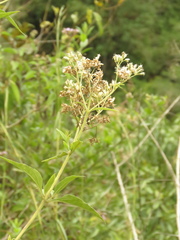 Austroeupatorium inulifolium
