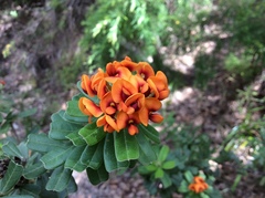 Gastrolobium bilobum