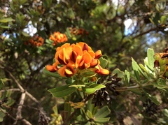 Gastrolobium bilobum