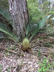 Macrozamia riedlei