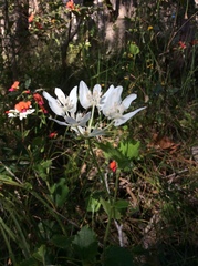 Xanthosia rotundifolia