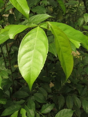 Lacistema aggregatum