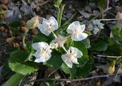 Xanthosia rotundifolia