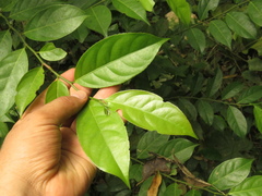 Lacistema aggregatum