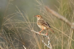 Cisticola galactotes galactotes