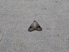 Abablemma duomaculata