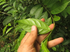 Lacistema aggregatum