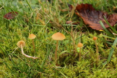 Galerina clavata