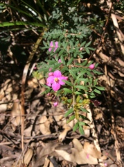 Boronia gracilipes
