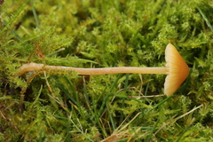 Galerina clavata
