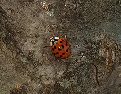 Harmonia axyridis