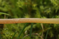 Galerina clavata