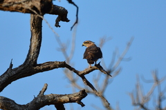 Aviceda cuculoides verreauxii