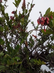Macleania loeseneriana