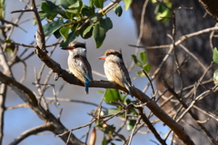 Halcyon chelicuti chelicuti