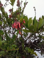 Macleania loeseneriana