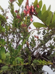 Macleania loeseneriana