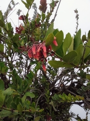 Macleania loeseneriana