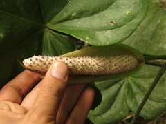 Anthurium buganum