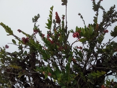 Macleania loeseneriana