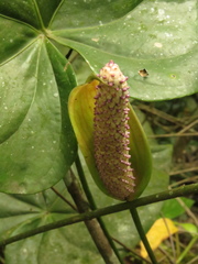 Anthurium buganum